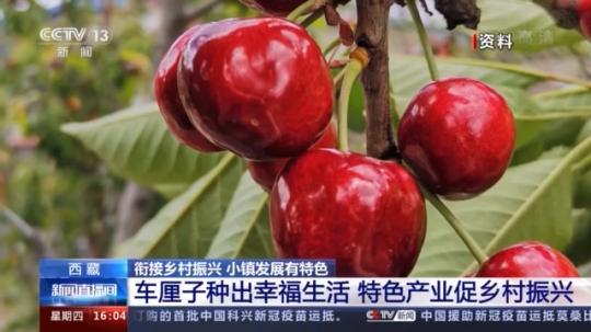 種蘑菇、養(yǎng)駱駝...。。特色產(chǎn)業(yè)助力鄉(xiāng)村振興走新路