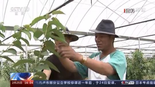 種蘑菇、養(yǎng)駱駝...。。特色產(chǎn)業(yè)助力鄉(xiāng)村振興走新路