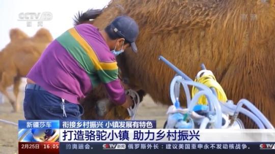 種蘑菇、養(yǎng)駱駝...。。特色產(chǎn)業(yè)助力鄉(xiāng)村振興走新路
