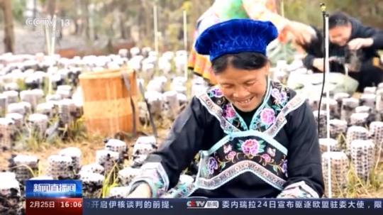 種蘑菇、養(yǎng)駱駝...。。特色產(chǎn)業(yè)助力鄉(xiāng)村振興走新路