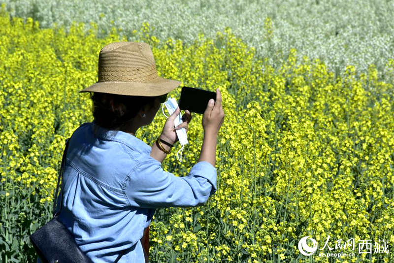 大片油菜花吸引游客到來。人民網(wǎng) 李海霞攝