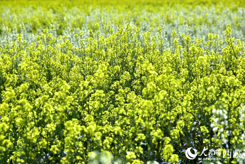 盛開的小油菜花。人民網(wǎng) 李海霞攝