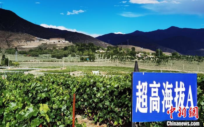 圖為桑日縣種植的葡萄?！∩侥仙Ｈ湛h委宣傳部提供