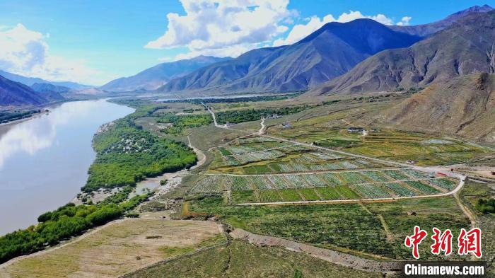 圖為桑日縣葡萄種植基地?！∩侥仙Ｈ湛h委宣傳部提供