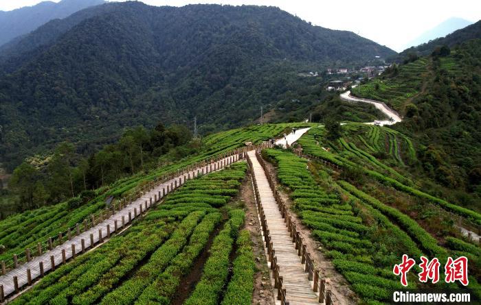 圖為西藏林芝市墨脫縣背崩鄉(xiāng)格林村山頂?shù)木坝^茶園。(無人機(jī)照片) 李林 攝