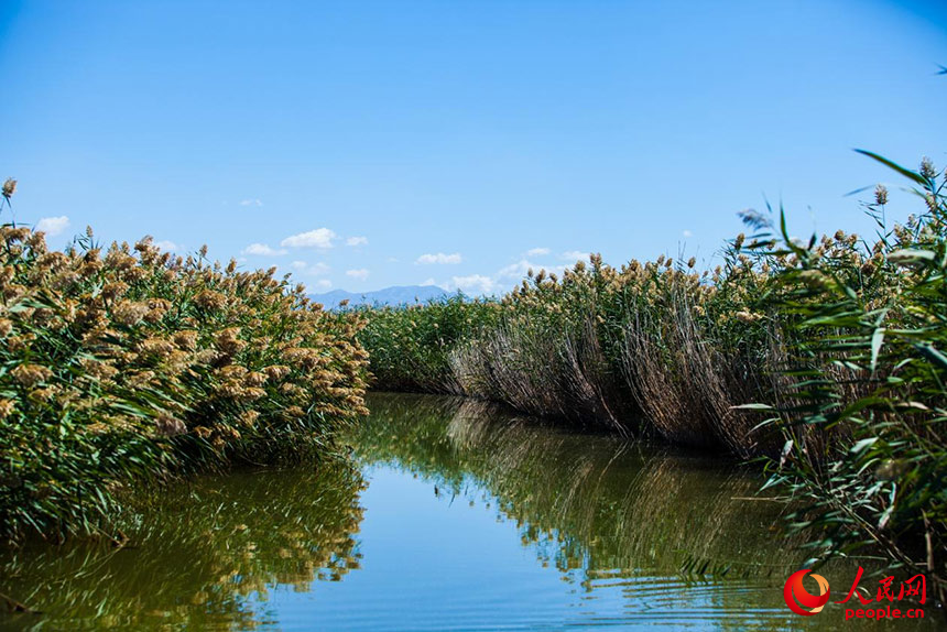 經(jīng)過(guò)治理的烏梁素海風(fēng)景秀美，蘆葦搖曳生姿。人民網(wǎng) 孟佳澍攝