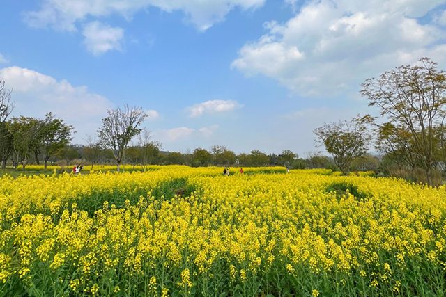 每到油菜花季，就有市民相約到重慶廣陽(yáng)島上踏青賞花。鄒樂(lè)攝