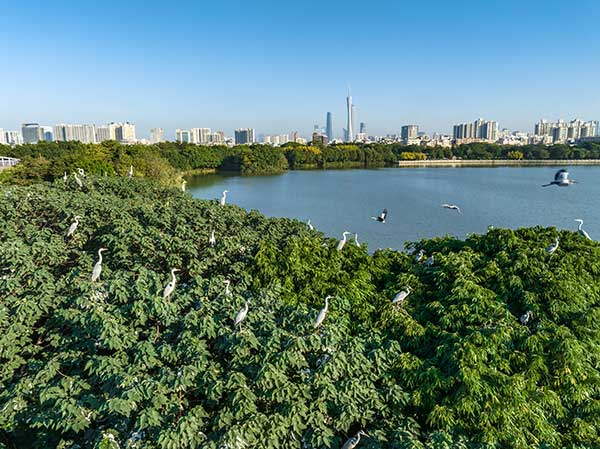 廣州海珠國家濕地公園一角。公園供圖