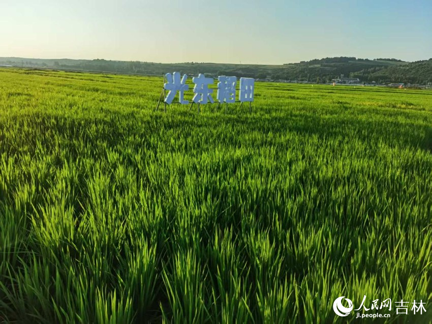 光東村稻田風景美如畫（資料圖片）。人民網記者 王海躍攝