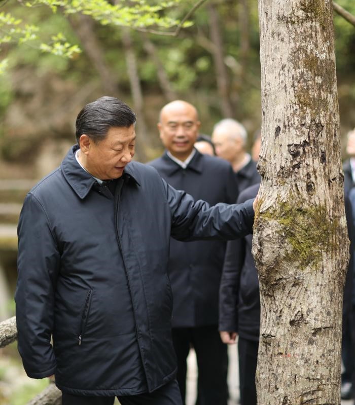 2020年4月20日，中共中央總書記、國家主席、中央軍委主席習(xí)近平在陜西考察調(diào)研。這是習(xí)近平在位于商洛市柞水縣的秦嶺牛背梁國家級(jí)自然保護(hù)區(qū)，考察秦嶺生態(tài)保護(hù)情況。 新華社記者 鞠鵬 攝