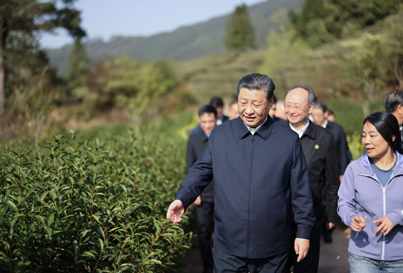 2021年3月22日下午，習(xí)近平在福建省南平市武夷山市星村鎮(zhèn)燕子窠生態(tài)茶園，察看春茶長勢，了解當(dāng)?shù)夭璁a(chǎn)業(yè)發(fā)展情況。
