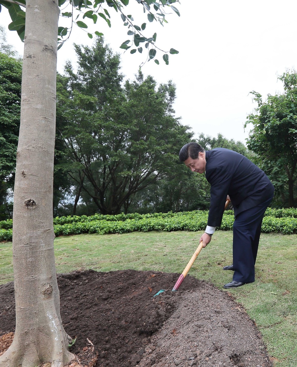 2012年12月8日，習(xí)近平在深圳蓮花山公園種下一棵高山榕樹(shù)。
