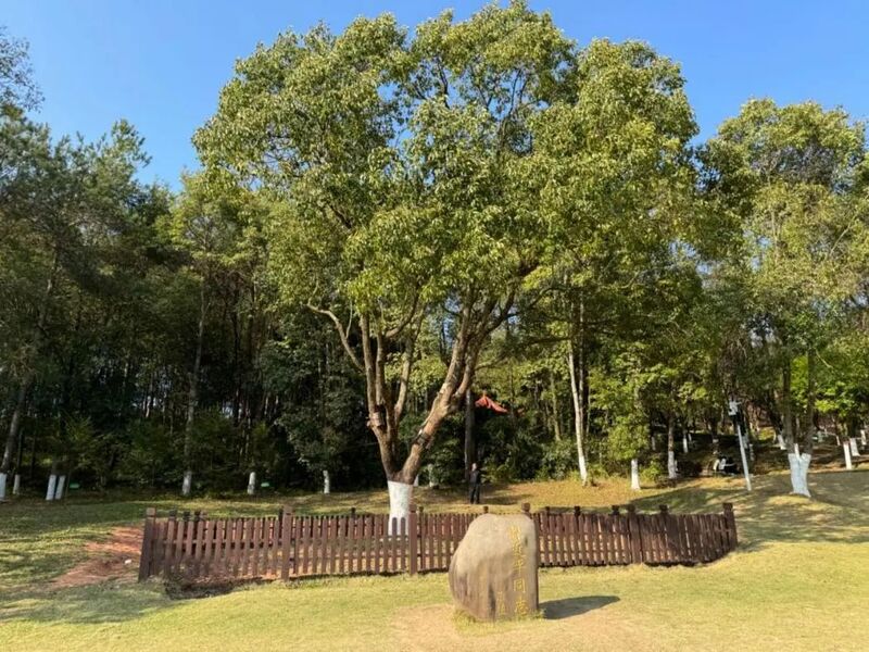 習(xí)近平同志為福建省長汀縣水土保持科教園捐種的香樟樹。圖源：學(xué)習(xí)時(shí)報(bào)