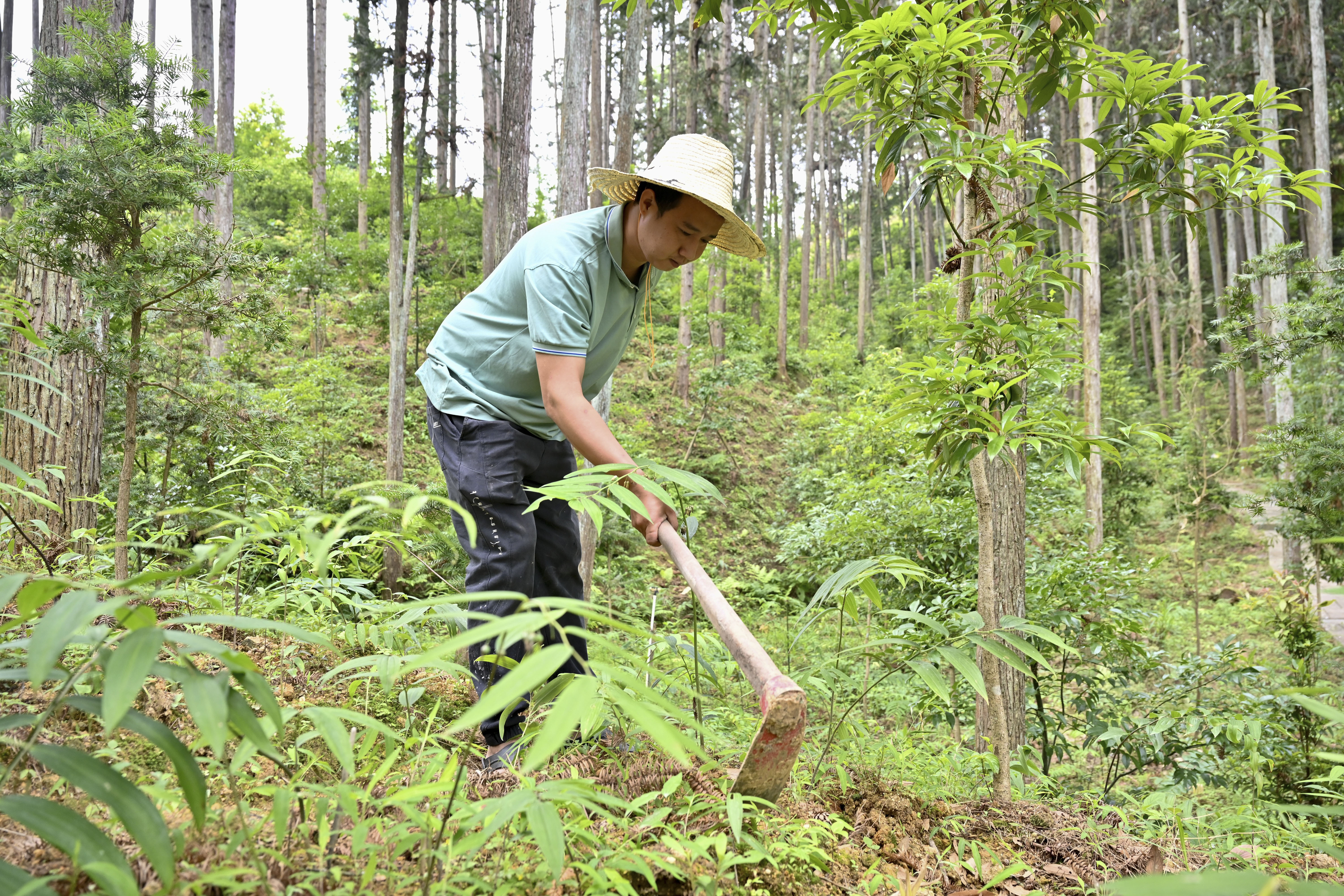 2024年5月9日，福建省三明市馬巖林下經(jīng)濟(jì)種植示范基地工人在管理林下種植的多花黃精。