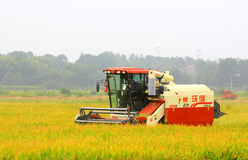 早稻收割忙，農(nóng)機(jī)來助力。常德市鼎城區(qū)融媒體中心供圖