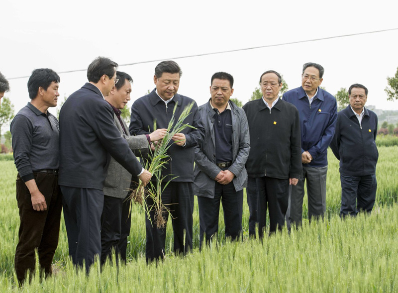 2016年4月25日下午，習(xí)近平在安徽滁州市鳳陽(yáng)縣小崗村察看小麥長(zhǎng)勢(shì)。左一為種糧大戶程夕兵。新華社記者 李學(xué)仁 攝
