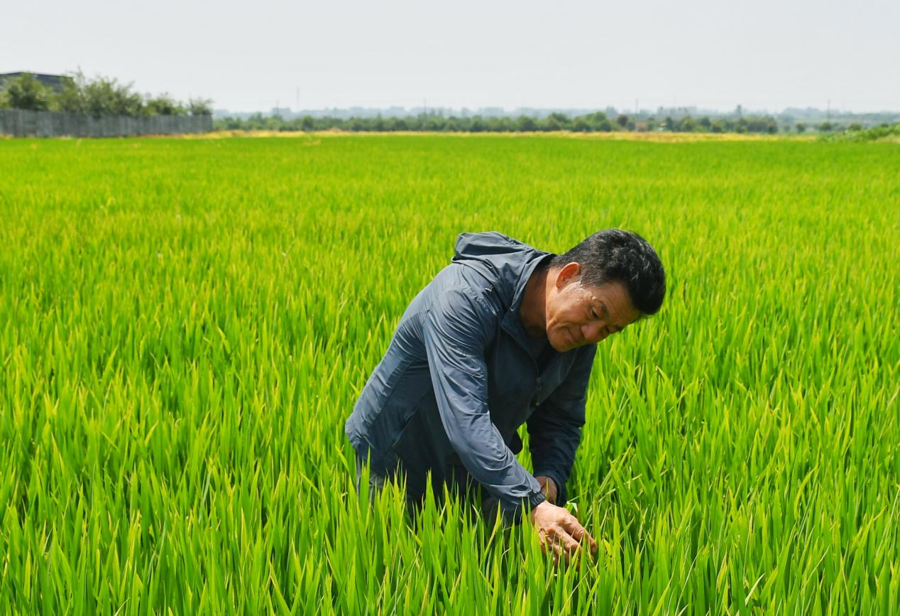程夕兵在農(nóng)田里檢查水稻種植情況。人民網(wǎng)記者 周坤 攝