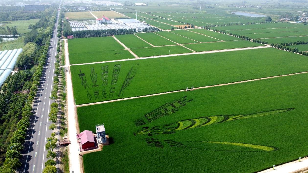 俯瞰小崗村高標(biāo)準(zhǔn)農(nóng)田。鳳陽(yáng)縣委宣傳部供圖