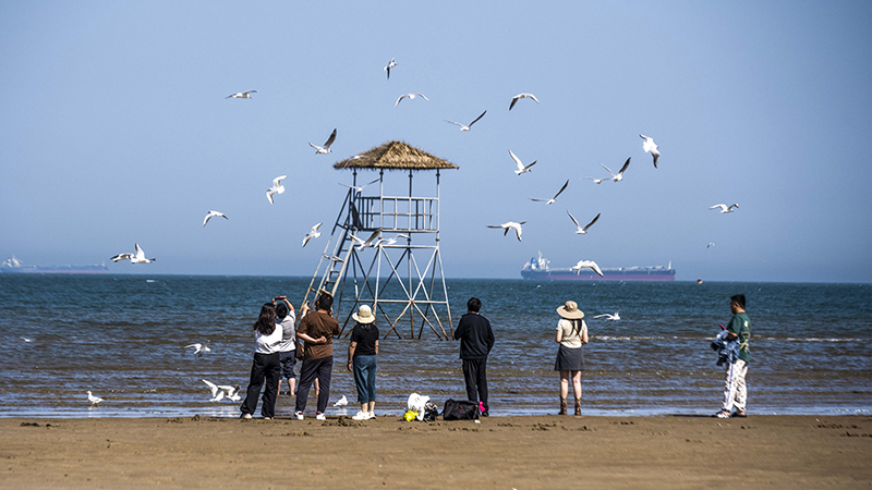 2024年5月12日，河北秦皇島，北戴河鴿子窩公園成群海鷗在天空中自由翱翔，與大海、藍(lán)天構(gòu)成了一幅美麗的畫卷。