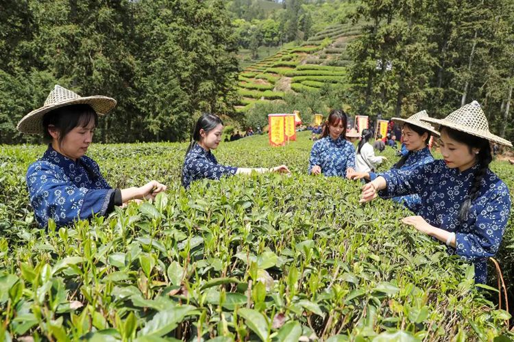 2025年4月13日，福建武夷山市星村鎮(zhèn)朝陽(yáng)村茶農(nóng)在生態(tài)茶園展示采茶。新華社發(fā)（邱汝泉 攝）