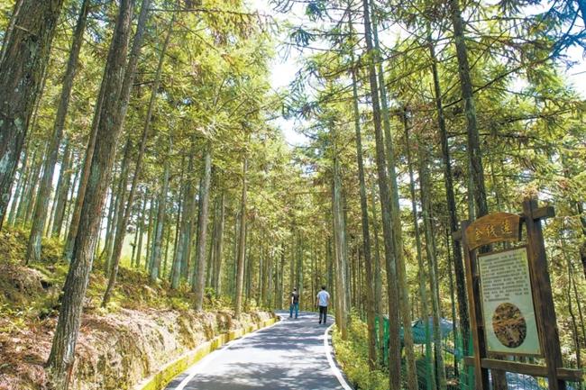 福建周寧縣黃振芳家庭林場(chǎng)。（圖源：央視新聞）