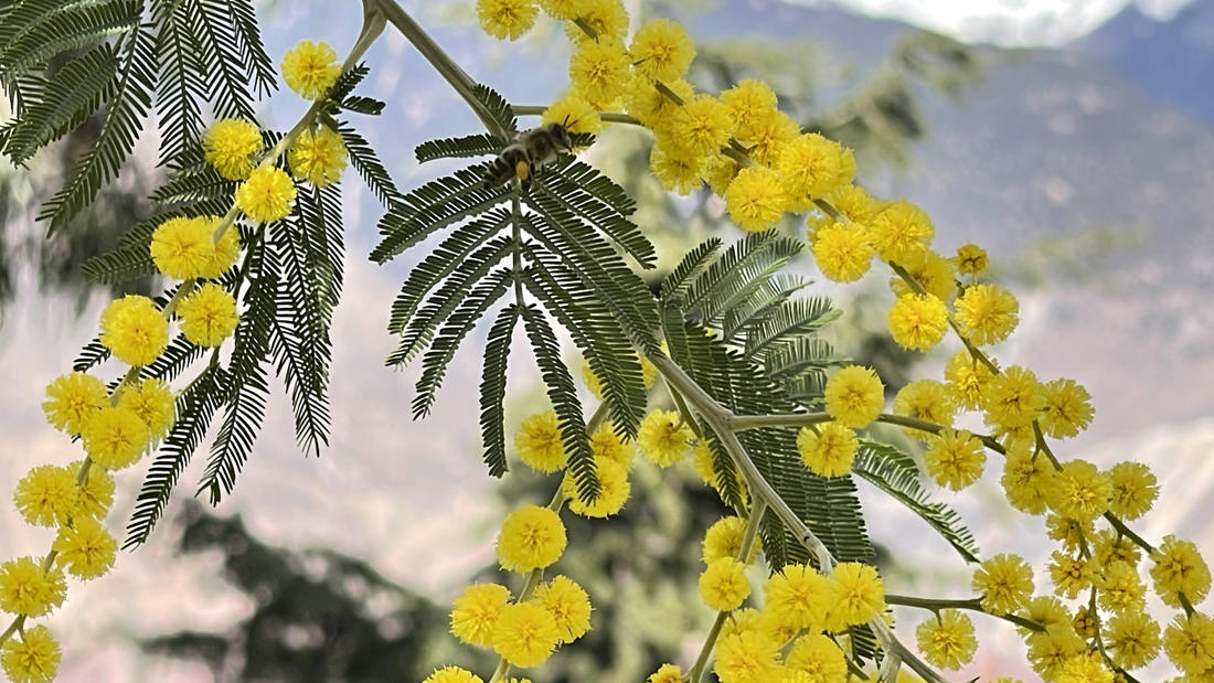 蜜蜂在金合歡花枝上休憩。