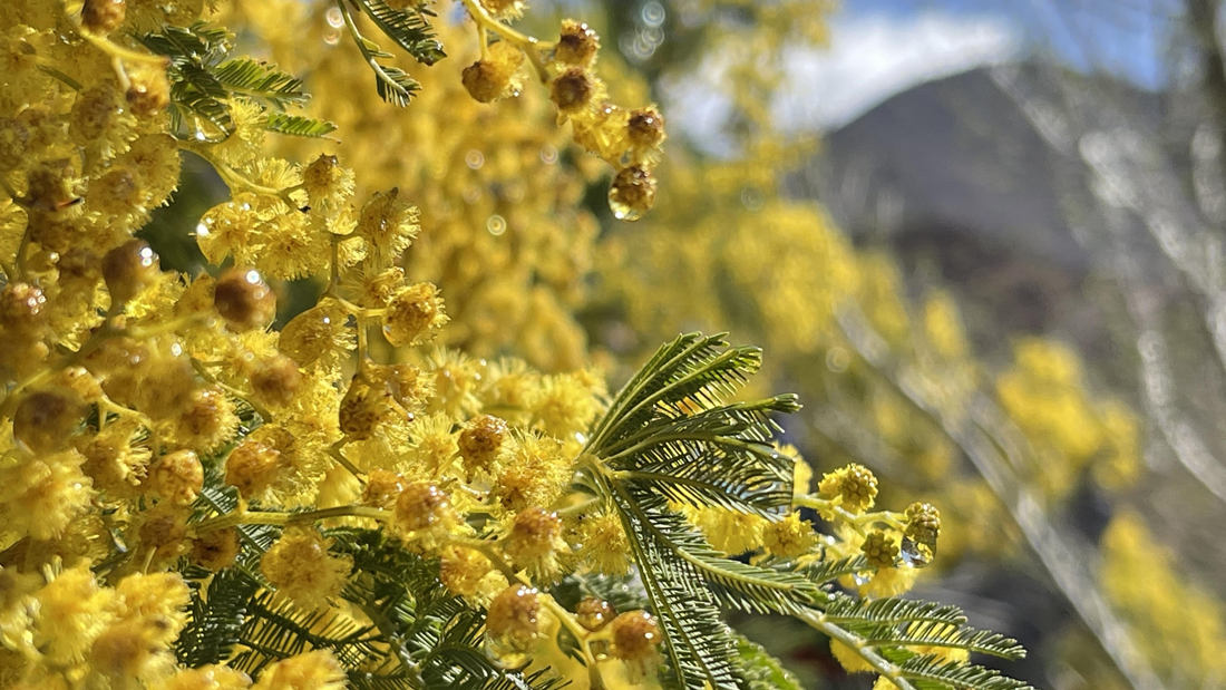 清晨帶著露珠的金合歡花。