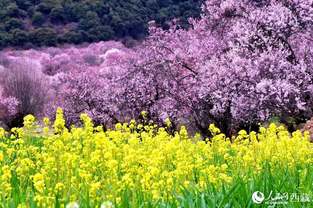 桃花與油菜花交相輝映。人民網(wǎng) 李海霞攝