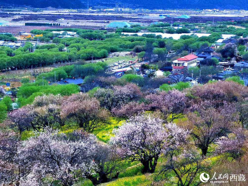 漫山開放的野桃花。人民網(wǎng) 李海霞攝