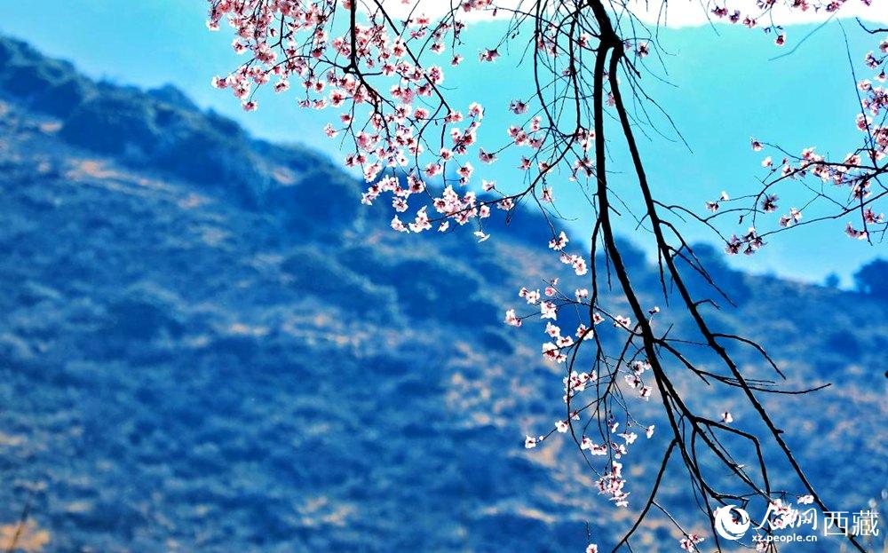 清麗的桃花。人民網(wǎng) 李海霞攝
