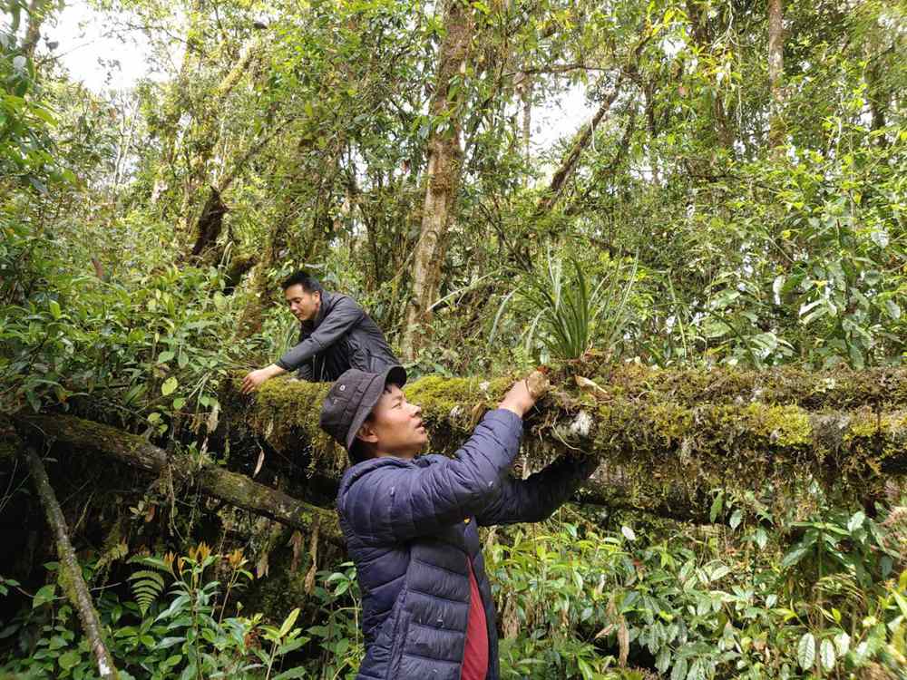 蘭花歸野。圖片由山水自然保護(hù)中心提供