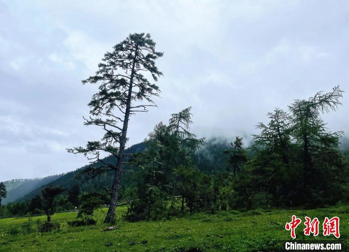 6月10日，魯朗小鎮(zhèn)高山牧場景區(qū)風光。　冉文娟 攝