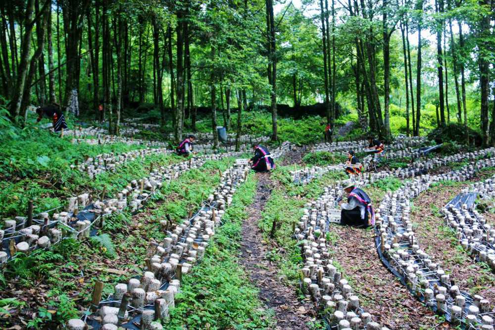 木耳種植基地。次仁央宗攝