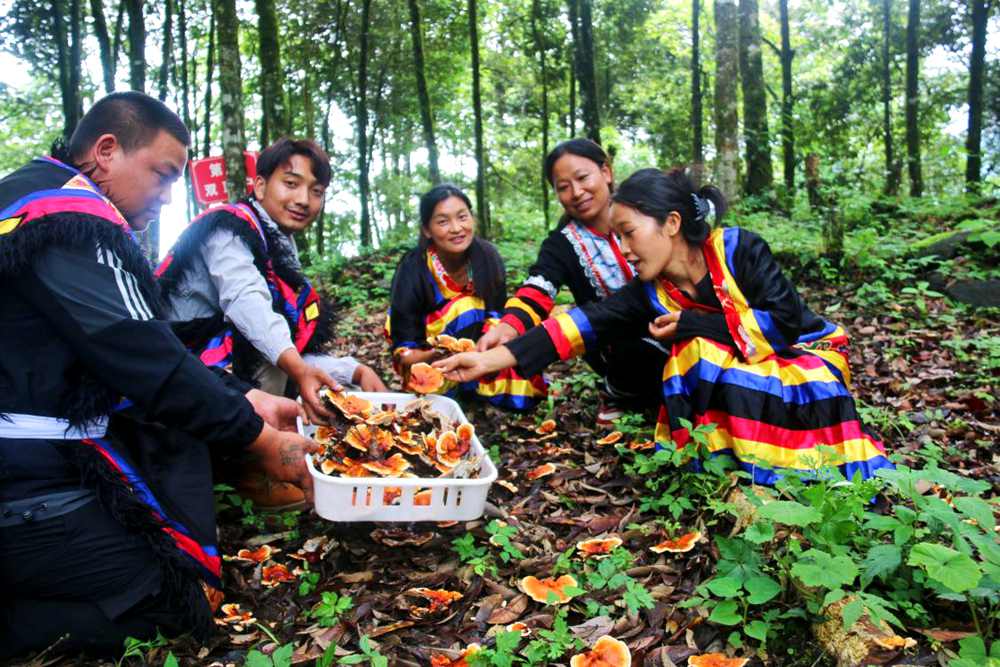 村民采摘林芝。次仁央宗攝