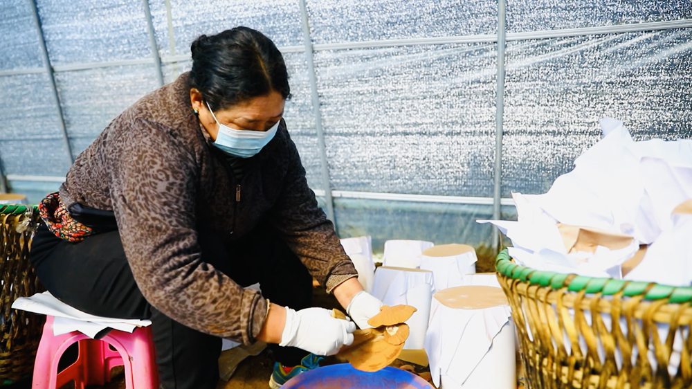 采收靈芝孢子粉。