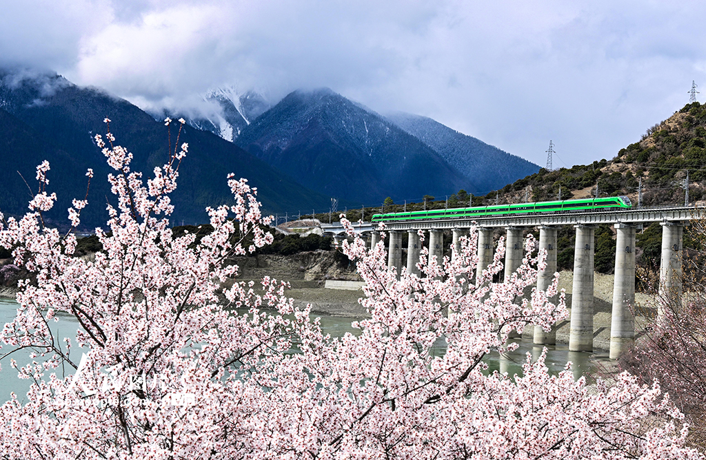 西藏林芝：雪域高原列車穿越花?！?】