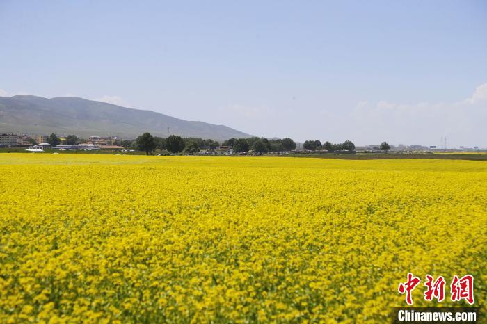 圖為青海湖畔油菜花海?！●R銘言 攝