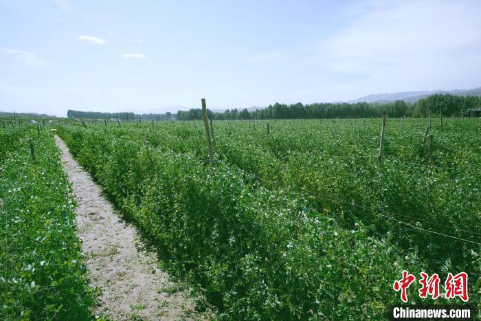 天?？h高原綠色(有機(jī))蔬菜基地種植的食用莢豆?！￡I道華 攝