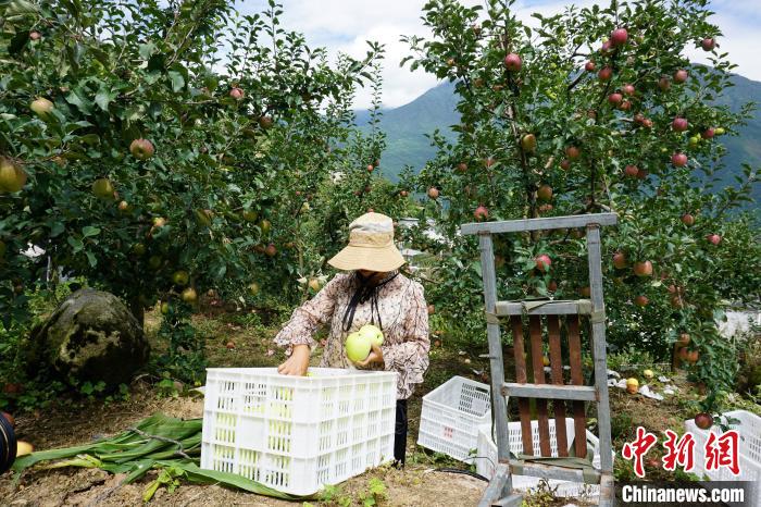 郭洪強(qiáng)的老伴正在給蘋果裝箱?！∽g 攝