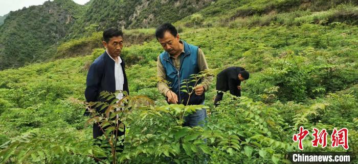 圖為張金利調(diào)研適合阿拉村種植的農(nóng)作物，經(jīng)過(guò)不斷改良技術(shù)后，產(chǎn)量大大提高。(資料圖)甘肅省水利廳供圖