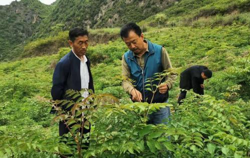 圖為張金利調(diào)研適合阿拉村種植的農(nóng)作物，經(jīng)過(guò)不斷改良技術(shù)后，產(chǎn)量大大提高。(資料圖)甘肅省水利廳供圖