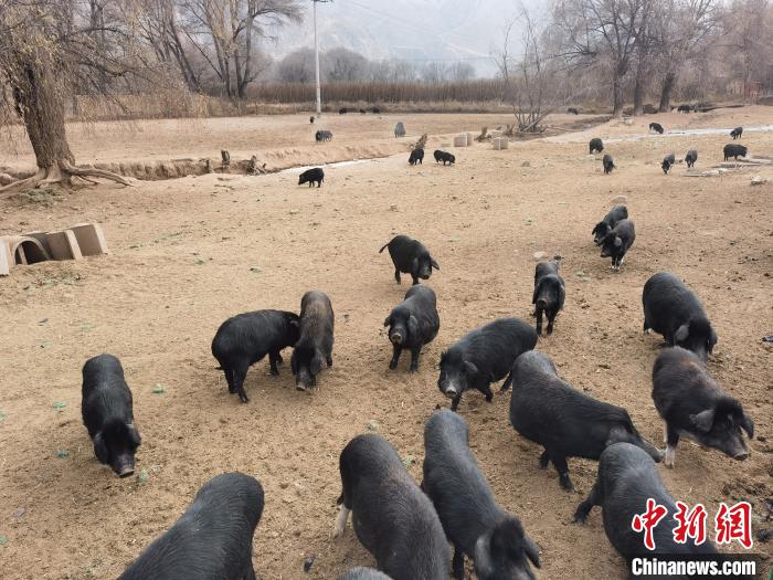 圖為藏香豬?！∑钤鲚?攝