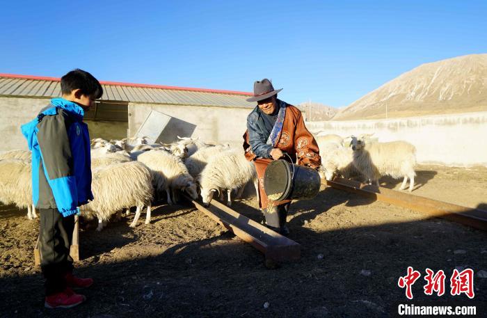 圖為哇保和孫子正在喂羊。　才項(xiàng)什姐 攝