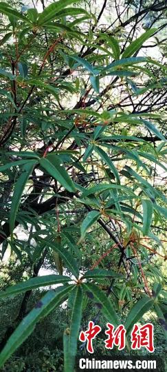被稱為植物界“大熊貓”的五小葉槭植物?！】刀ㄊ形麄鞑抗﹫D