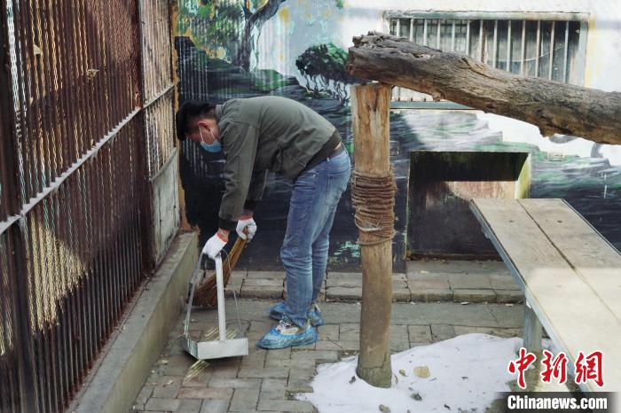 圖為雪豹“奶爸”史壽軍正在打掃豹館衛(wèi)生?！●R銘言 攝