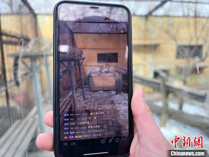 圖為雪豹“奶爸”史壽軍正在直播?！●R銘言 攝