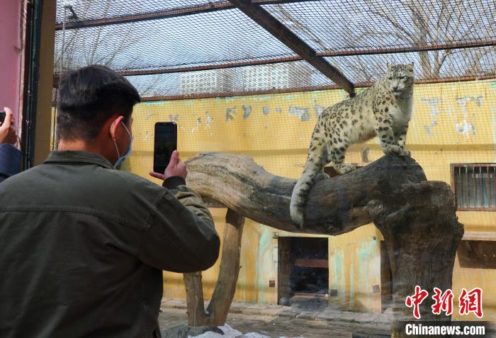 圖為雪豹“奶爸”史壽軍正在直播?！●R銘言 攝