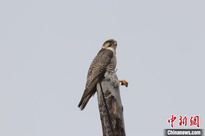 青?，斂珊訃?guó)家濕地公園鳥類監(jiān)測(cè)達(dá)44種