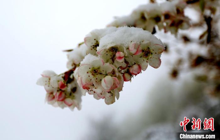 花兒被冰雪覆蓋?！±钣腊?　攝