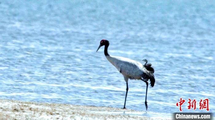 圖為黑頸鶴在青海湖畔散步?！《砣詹囟?攝